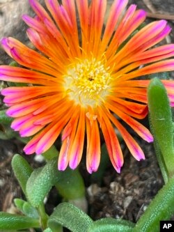 This June 5, 2023, image provided by Jessica Damiano shows a “sunset orange glow” ice plant growing in Nassau County, N.Y. (Jessica Damiano via AP)