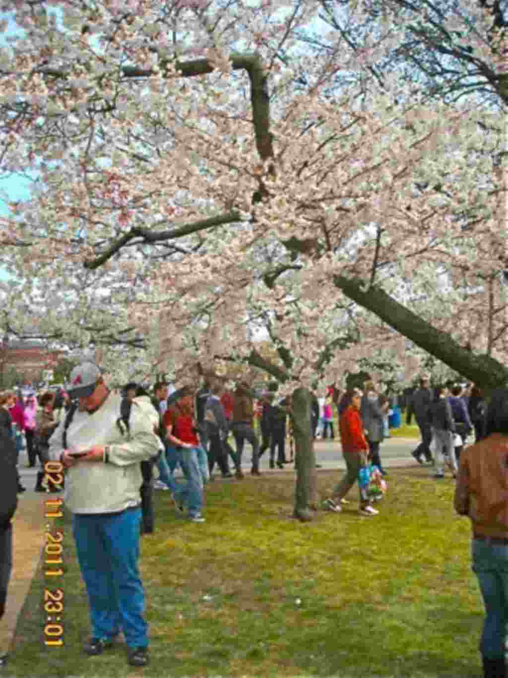 فستیوال شکوفه های گیلاس در واشنگتن ۲۰۱۱