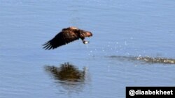 An American Bald Eagle catches a fish at Occoquan River in Virginia. (Photo: Diaa Bekheet)
