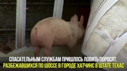 Поросята на шоссе