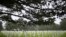 FILE - A general view of the headstones at the Colleville American military cemetery, in Colleville sur Mer, western France, June 6, 2018, on the 74th anniversary of the D-Day landing.