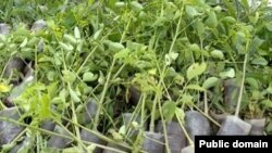 ችግኝ ተከላ በኦሮምያ ክልል