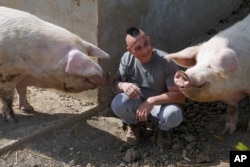 Zeljko Ilicic plays with Yorkshire pigs, found at a waste dump like piglets, in the Old Hill, sanctuary for horses in the town of Lapovo, in central Serbia, Wednesday, April 3, 2024. (AP Photo/Darko Vojinovic)