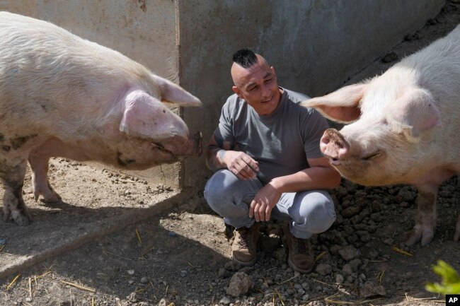 Zeljko Ilicic plays with Yorkshire pigs, found at a waste dump like piglets, in the Old Hill, sanctuary for horses in the town of Lapovo, in central Serbia, Wednesday, April 3, 2024. (AP Photo/Darko Vojinovic)