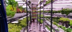 The hydroponic farm is situated on the top floor of a building. (Anjana Pasricha/VOA)