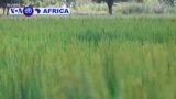Ubuhinzi bw’Umuceri Burafasha Abanyasudani y’epfo Bahungiye muri Uganda