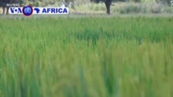 Ubuhinzi bw’Umuceri Burafasha Abanyasudani y’epfo Bahungiye muri Uganda