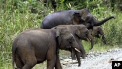 Beberapa solusi untuk melestarikan gajah Malaysia sedang dikembangkan di kampus Universitas Nottingham di Kuala Lumpur (Foto: dok).