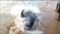 50 Pilot Whales Stranded on Indian Beach