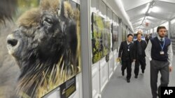 2013年11月11日波兰华沙: 联合国气候变化大会期间代表们走过野生动物照片