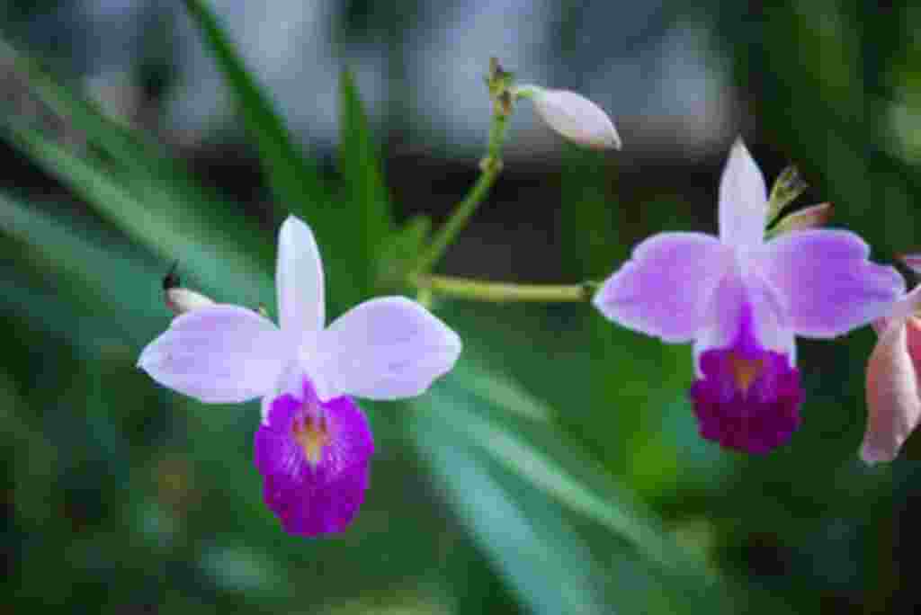 گلهای کاستاریکا / عکاس: بهروز نیکذات