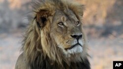 FILE - Cecil the Lion rests near a water source in Hwange National Park, Zimbabwe, Nov. 20, 2013. He was killed in an allegedly illegal hunt, invigorating an international campaign against trophy hunting in Africa. But some some see hunting as a way to fund conservation.