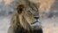 FILE - Cecil the Lion rests near a water source in Hwange National Park, Zimbabwe, Nov. 20, 2013. He was killed in an allegedly illegal hunt, invigorating an international campaign against trophy hunting in Africa. But some some see hunting as a way to fund conservation.