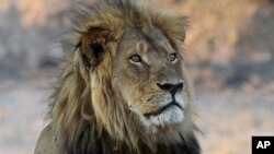 FILE - Cecil the Lion rests near a water source in Hwange National Park, Zimbabwe, Nov. 20, 2013. His 2015 death in an allegedly illegal hunt invigorated an international campaign against trophy hunting. Some conservationists see greater threats.
