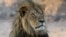 FILE - Cecil the Lion rests near a water source in Hwange National Park, Zimbabwe, Nov. 20, 2013. He was killed in an allegedly illegal hunt, invigorating an international campaign against trophy hunting in Africa. Some conservationists see greater threat.