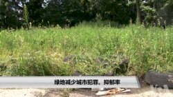 绿地减少城市犯罪、抑郁率