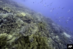 FILE - A sea turtle swims over corals on Moore Reef in Gunggandji Sea Country off the coast of Queensland in eastern Australia on Nov. 13, 2022. (AP Photo/Sam McNeil, File)