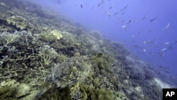 Seekor penyu tampak berenang di dekat sejumlah koral di Moore Reef di Gunggandji Sea Country di lepas pantai Queensland, Australia, pada 13 November 2022. (Foto: AP/Sam McNeil)