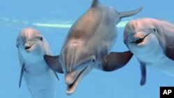 Foto de archivo de delfines en el Zoológico de Brookfield, en Illinois.