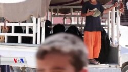 800 Jin û Zarok ji Kampa Al Hol Hatin Derxistin