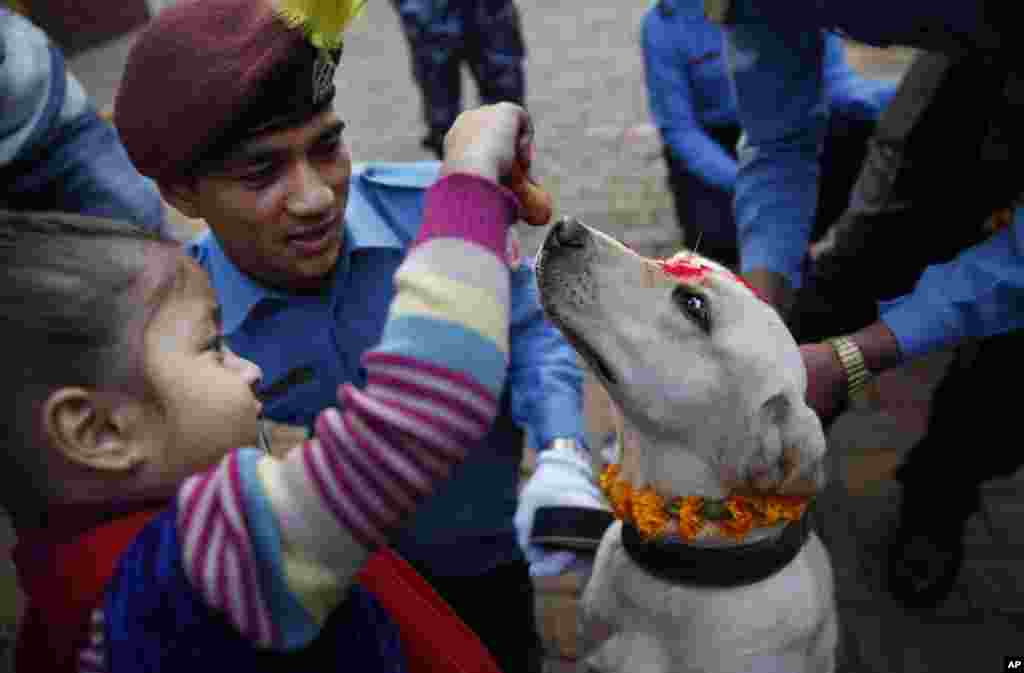 A Nepalese girl feeds a police dog after worshipping the same during Tihar festival celebrations at a police kennel division in Kathmandu. Dogs are worshipped to acknowledge their role in providing security during Tihar festival, one of the most important Hindu festivals that is also dedicated to the worship of the goddess of wealth Laxmi.