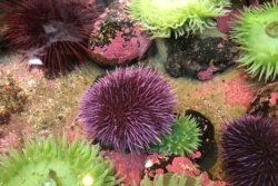 In this Oct. 16, 2019 photo, a purple sea urchin sits in a touch tank at the Marine Hatfield Science Center in Newport, Ore.