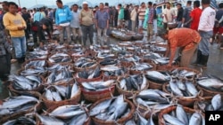 A fisherman arrange baskets of freshly-caught fish for customers to choose from at Lampulo fishing port in the provincial capital Banda Aceh, Aceh, Indonesia, Thursday, Dec. 24, 2015. (AP Photo/Heri Juanda)