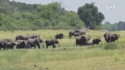Botswana Elephants Human Conflict ...
