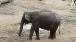 ထူးခြားဆန်းပြားသတင်းများ