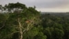 FILE - Macaws sit on a tree at the Amazon rainforest in Manaus, Amazonas State, Brazil Oct. 26, 2022.