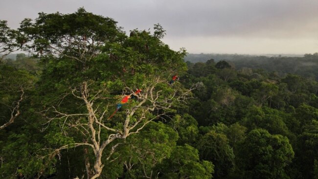 FILE - Macaws sit on a tree at the Amazon rainforest in Manaus, Amazonas State, Brazil Oct. 26, 2022.