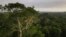 FILE - Macaws sit on a tree at the Amazon rainforest in Manaus, Amazonas State, Brazil Oct. 26, 2022.