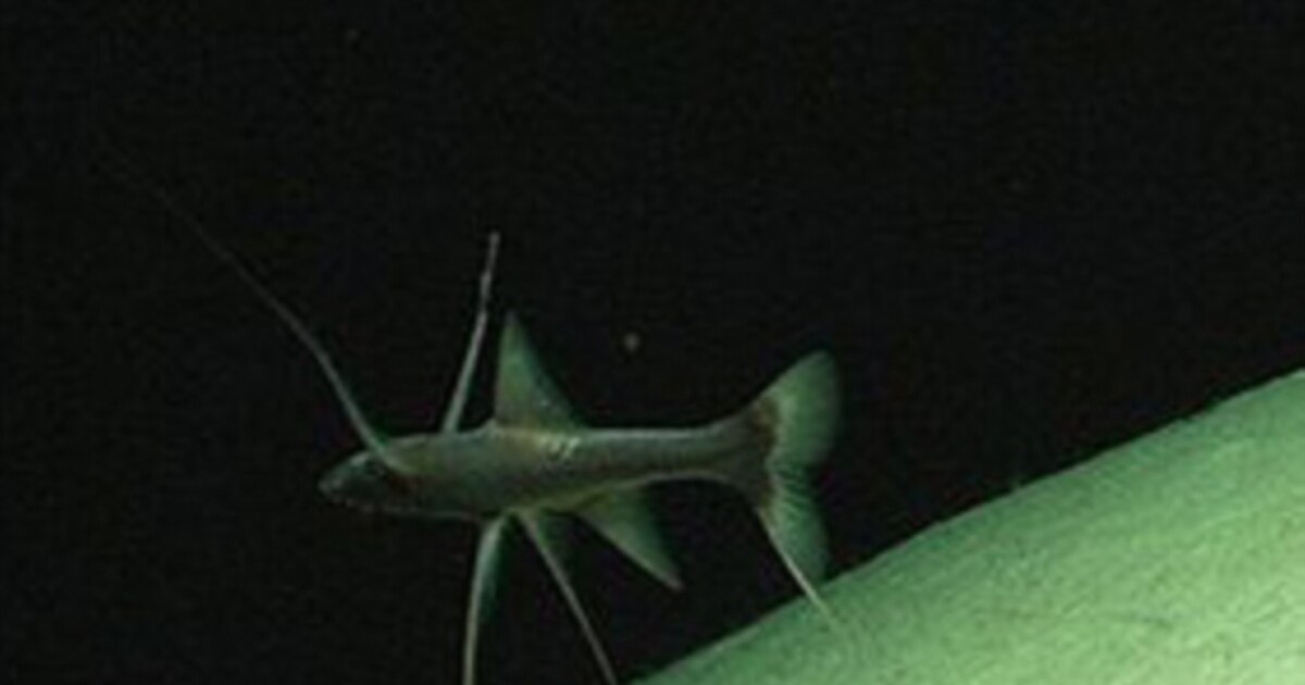 Pacific Ocean Abyss is Dark, Cold - and Maybe Teeming with Life