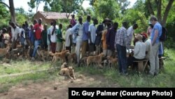 Africans and their dogs wait in line for free rabies vaccinations. 