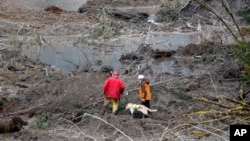 Rescatistas buscan sobrevivientes o cadáveres en el lodo, en Oso, estado de Washington.