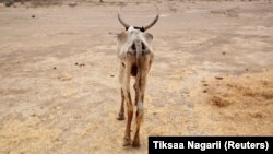 FILE - An emaciated cow walks in an open field in Gelcha village, one of the drought-stricken areas of Oromia region, in Ethiopia, April 28, 2016.