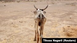 Oromiyaatti horiin bokkaa dhabee kuno akkana tahuutti jira Galchaa, Oromiyaa, Ebla 28, 2016