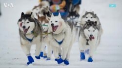 На Аляске проходит гонка на собачьих упряжках «Айдитарод»