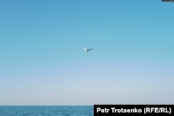 A bird flies over the northern part of the Aral Sea