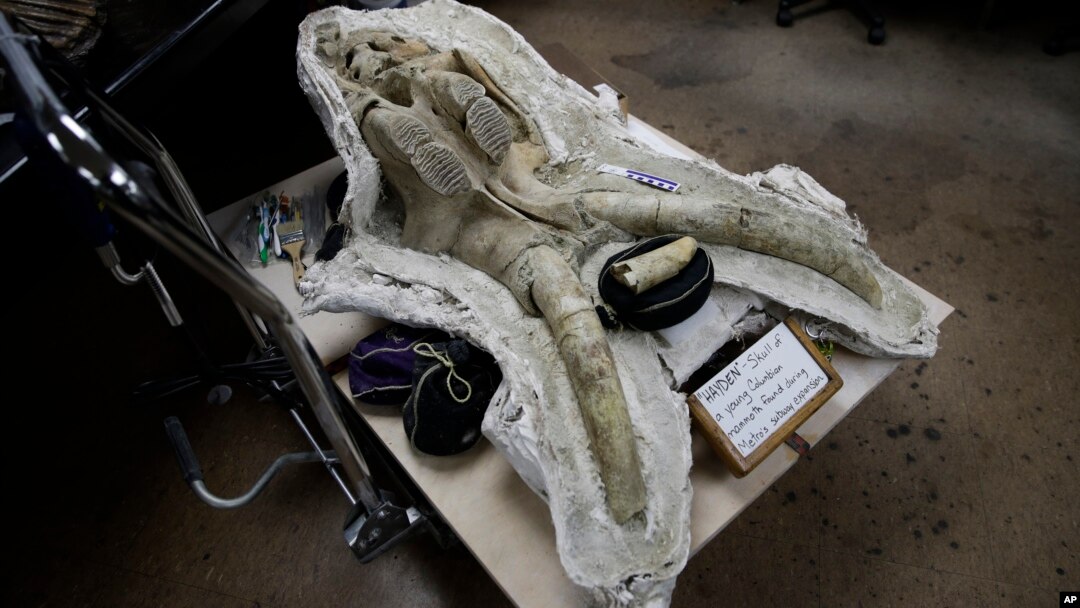 Salah satu fosil tulang tengkorak anak mammoth yang ditemukan di bawah kota Los Angeles, California.