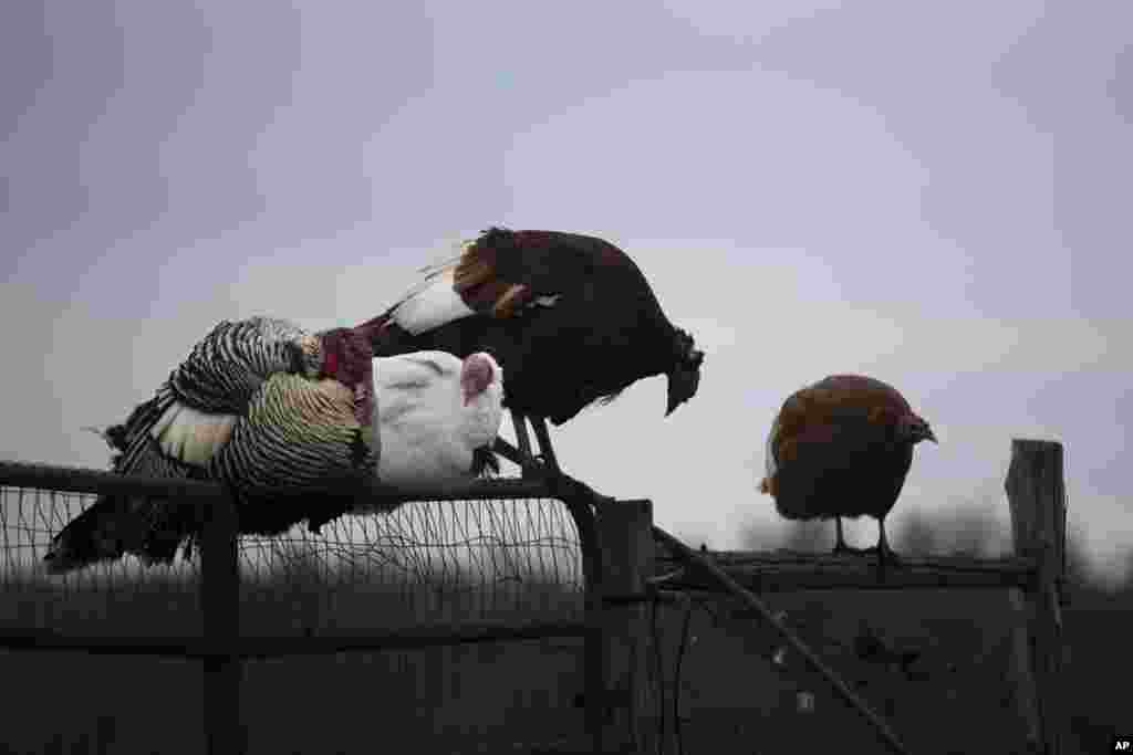 Nyu-York shtati&nbsp;