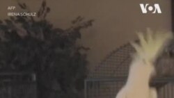 Танцующий попугай