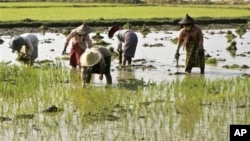 Myanmar Farmers 