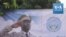 Hommages militaires à l'ancien président Moussa Traoré