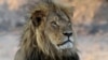 FILE -- in this November 20, 2013 photo Cecil the Lion rests in Hwange National Park, Zimbabwe. The son of Cecil the Lion was also shot dead in Zimbabwe, two years after his father's killing ignited international outrage. 