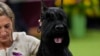 Katie Bernardin and Monty, a Giant Schnauzer, celebrate after winning best in show in the 149th Westminster Kennel Club Dog show, Feb. 11, 2025, in New York. 