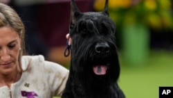 Katie Bernardin and Monty, a Giant Schnauzer, celebrate after winning best in show in the 149th Westminster Kennel Club Dog show, Feb. 11, 2025, in New York. 