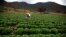 A farmer checks for bagrada hilaris, also known as painted bugs, on his lettuce at a farm in Penaflor, near Santiago, Chile, April 7, 2017.