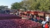 Modi Likely to Pay at Polls for Onion, Potato Prices
