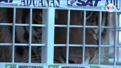Llegan a EEUU tigres de Bengala rescatados